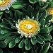 Incredible Hulk Aster 40 Seeds - UNBELIEVABLE - Annual