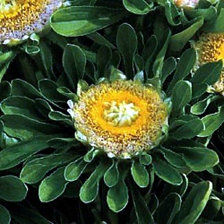 Incredible Hulk Aster 40 Seeds