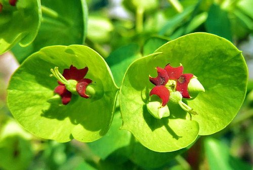 Miss Robb's Bonnet Spurge - Euphorbia - Quart Pot - Loves the Sun or Shade Miss Robb's Bonnet Spurge - Euphorbia - Quart Pot - Loves the Sun or Shade