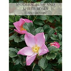 Modern Bush and Shrub Roses