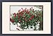 Framed Prints of Cornus Kousa (Japanese Flowering Dogwood) from Mary Evans
