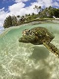 Green Turtle (Chelonia Mydas), Oahu, Pacific Ocean, Hawaii, USA Stretched Canvas Poster Print by Reinhard Dirscherl, 18x24