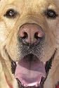 Jack: A book about a dog where the dog doesn't die at the end