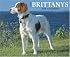 Just Brittanys 2008 Calendar (Just)