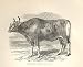 Banteng Or Javan Ox 1862 Engraving By Daziel