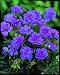 Geranium violaceum AGM 3 Bare Root Plants