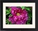 Framed Prints of Paeonia Cardinal Vaughan from Ros Drinkwater