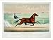 Historic Print (L): Red Cloud: by Legal Tender, He by Davy Crockett, (pacer) Dam's pedigree unknown
