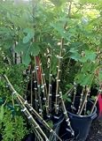 Chicago Hardy Fig Tree Five Gallon
