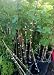 Chicago Hardy Fig Tree Five Gallon