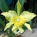 SC52 Orchid Plant Blc Port of Paradise 'Emerald Isle' FCC/AOS