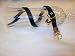 8-10 inch Signature Leather Cat Collars-Black