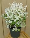 Hawaiian Snow Bush - Breynia - Great House Plant - 4" Pot