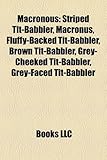 Macronous: Striped Tit-Babbler, Macronus, Fluffy-Backed Tit-Babbler, Brown Tit-Babbler, Grey-Cheeked Tit-Babbler, Grey-Faced Tit--