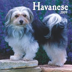 Havanese 2009 Square Wall Calendar