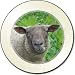 Cute Sheeps Face Car Tax Disc Holder New Animal, Ref:ASH-3T
