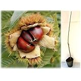 栗（クリ）：ぽろたん4～5号ポット[電子レンジでぽろっと皮がむける果樹研究所育成][苗木]