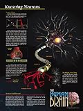 Human Brain Neurons and Signals FRAMED POSTER - 18" x 24" Educational Print in Black Metal Frame.