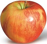 Honeycrisp Apple Tree, Five Gallon Container