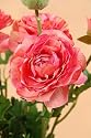 Allstate FBR549-RO 19 in. Ranunculus Bush Rose- Case of 6