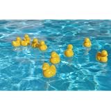 BabyBathToys:PlasticDucky-12PiecesLeadFreeandNon-toxic