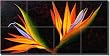 "Panache" by Micheline Hadjis - Artwork On Tile Glass Wall Floor Mural 12" x 24" Kitchen Shower Backsplash
