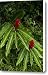 Two Red Tropical Flowers Blooming Canvas Print / Canvas Art - Artist Todd Gipstein