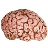 51Vlq Mqf8L. SL160  Bloody Brain Costume Accessory