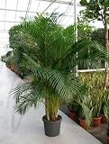 Eigenschaften Terrapalme  / Areca (chrysalidoc.) Dypsis lutescens - Goldblattpalme o. Goldfruchtpalme Topfbreite 40 cm / Pflanzenhöhe 240 cm mit Topf - Busch