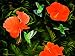 Hummingbird Buffet 1000pc Jigsaw Puzzle by Salena Mason