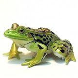 食玩 チョコQ 日本の動物 第7弾 181 トウキョウダルマガエル
