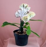 Pink Crested Coral Cactus -Euphorbia-RARE- Easy to Grow