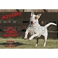 Metall-Warnschild Bullterrier, Bull Terrier