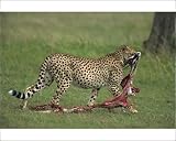 Photographic Prints of Cheetah with remains of Thompsons gazelle from Robert Harding