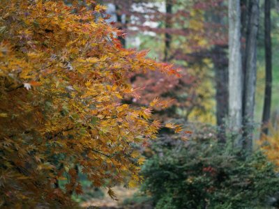 japanese maple tree japanese maple tree cost. japanese maple tree