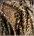 Soft Cozy Blanket - Leopard