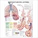 Understanding Asthma Anatomical Chart