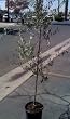 Fruiting Olive Trees, Five Gallon Container