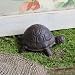 Turtle Spare Key Hider Keyholder Holder Yard Figurine