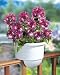 2x4 Round Deck Planter Green Model D2X4-GREEN Pack of 6