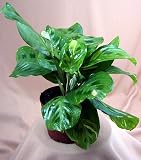 Heavenly Cream & Green Prayer Plant - Maranta - Easy