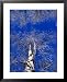 Birch Trees Covered in Frost, Finland Lonely Planet Collection Framed Art Poster Prin...