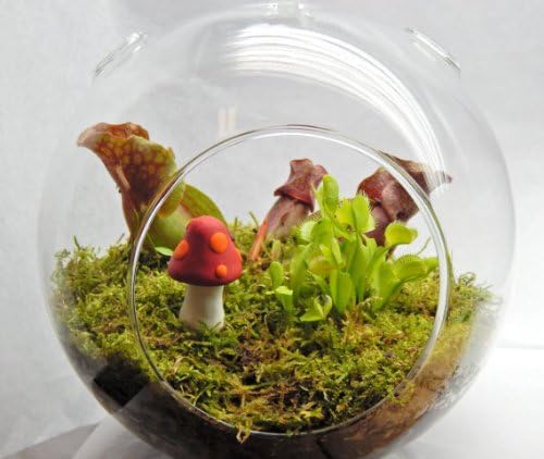 Carnivorous Terrarium with 2 Plants and Colorful Mushroom