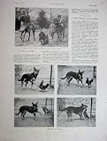 1930 French Print Lilliput Horse Dog And Chicken