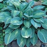 Striptease Hosta - NEW! - More in Our Ebay Store!
