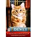 childrens books for the cat  enthusiast
