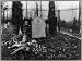 Grave,Theodore Roosevelt,tombs,flowers,flags,,Long Island,Oyster Bay,NY,1921