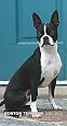 Boston Terriers 2011 Pocket Planner