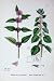 Botany Plants C1902 Marsh Whorled Mint Mentha Flowers