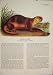 River Otter Rat Rats Shrew Mouse Rodent Color Old Print